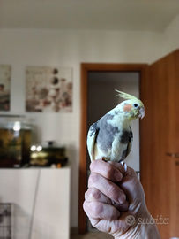 Stupendo calopsite allevato a mano