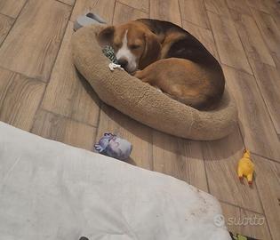 Piccolo beagle di soli 4 mesi