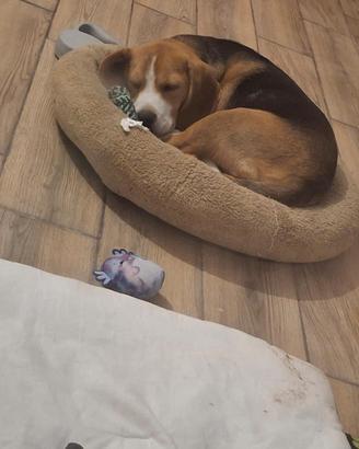 Piccolo beagle di soli 4 mesi