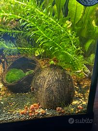 Lumache Planorbarius corneus