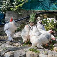 U.o.v.a brahama Columbia bianco