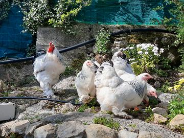 U.o.v.a brahama Columbia bianco