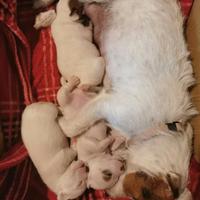 Cuccioli jack russel