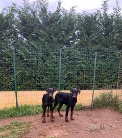 Cucciolone di Dobermann