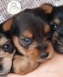 Cucciolo di yorkshire maschio