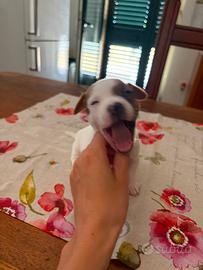 Jack Russell terrier
