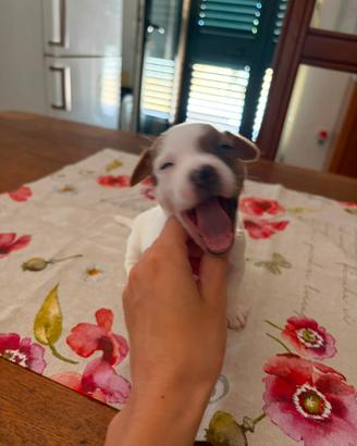 Jack Russell terrier