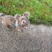 Stalloncino da monta