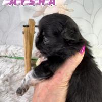 Chihuahua femmina pelo lungo thailandese pedigree