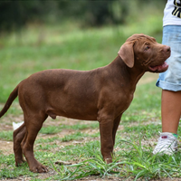 Cuccioli american Pitbull terrier