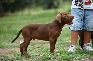 Cuccioli american Pitbull terrier