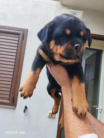 Rottweiler con pedigree