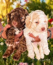Cucciolo di Lagotto Romagnolo