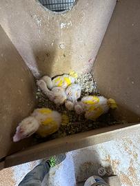 Pulli di varie razze pappagalli