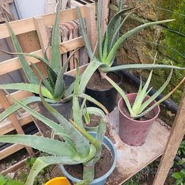 piante aloe