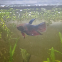 Betta Splendens