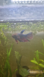 Betta Splendens