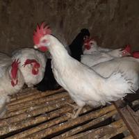 Galline ovaiole bianche