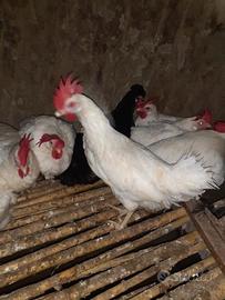 Galline ovaiole bianche