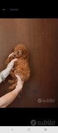 barboncino maschio cucciolo