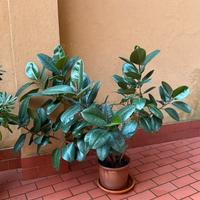 Ficus elastica molto grande con vaso in terracotta