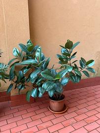 Ficus elastica molto grande con vaso in terracotta