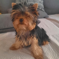 Yorkshire terrier, maschio 1 anno