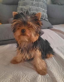 Yorkshire terrier, maschio 1 anno