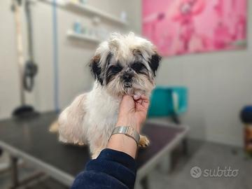 Shihtzu Disponibile