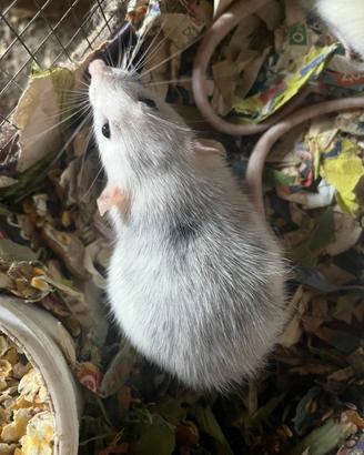 Ratti