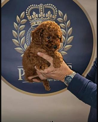 Cucciolata barboncini Maschi e femmine promo