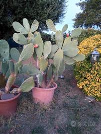 PIANTE