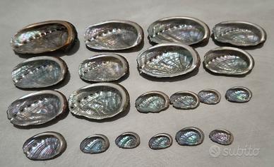 Lotto 20 conchiglie naturali Abalone  17-61mm