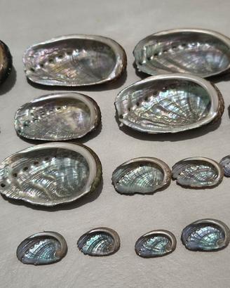 Lotto 20 conchiglie naturali Abalone  17-61mm