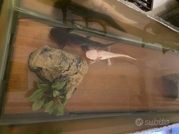 Axolotl