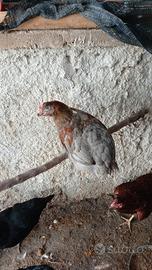 Galline