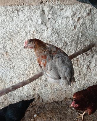 Galline