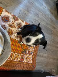 Incrocio amstaff Labrador bianco nera