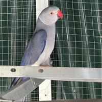 Parrochetto dal collare