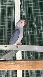 Parrochetto dal collare