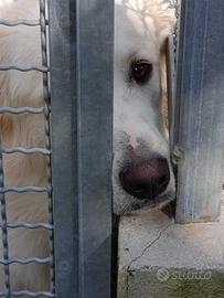 Adozione cane gratuita