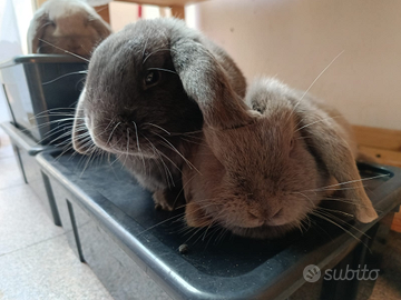 Conigli Nani Ariete Blu