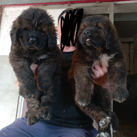 Cuccioli mastino tibetano