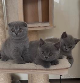 Scottish fold e straight