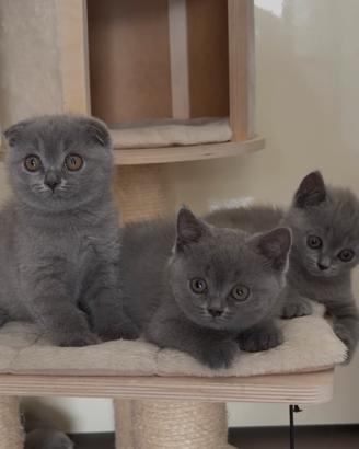 Scottish fold e straight