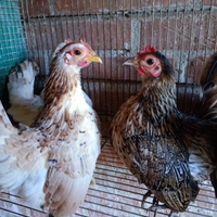 Galline Serama malesi
