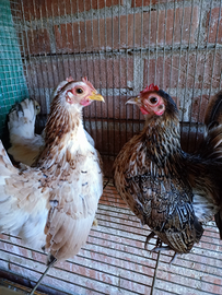 Galline Serama malesi