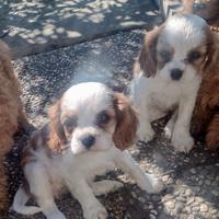 Cucciole di Cavalier king blenheim con pedigree