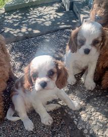 Cucciole di Cavalier king blenheim con pedigree