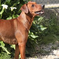German pinscher Cucciolona 12 mesi - Pedigree ENCI